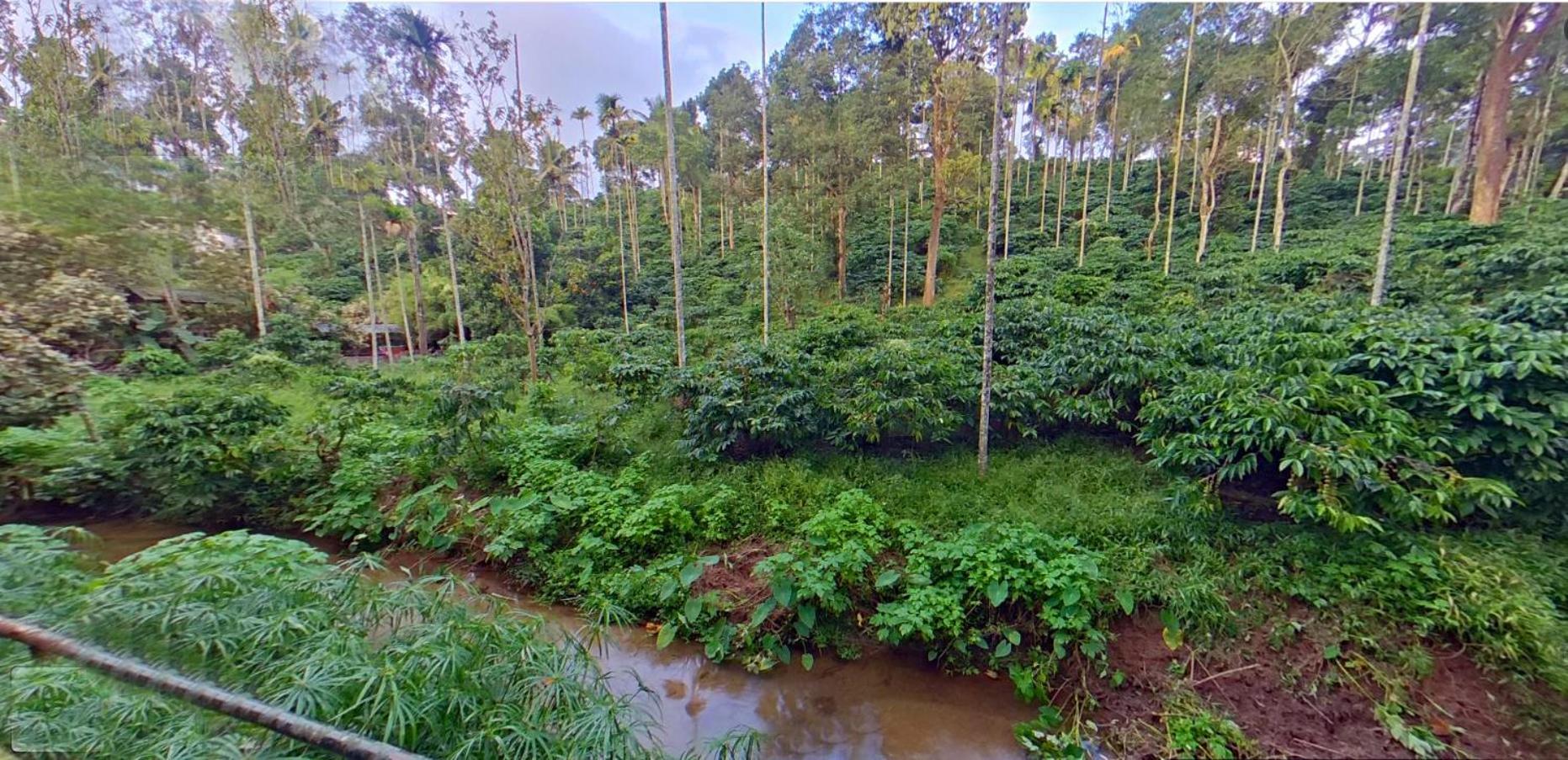 לינה וארוחת בוקר קאלפטה Wayanad Royal Stream מראה חיצוני תמונה
